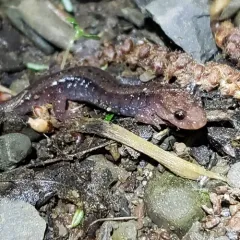 Allegheny Mountain Dusky Salamander thumbnail 4