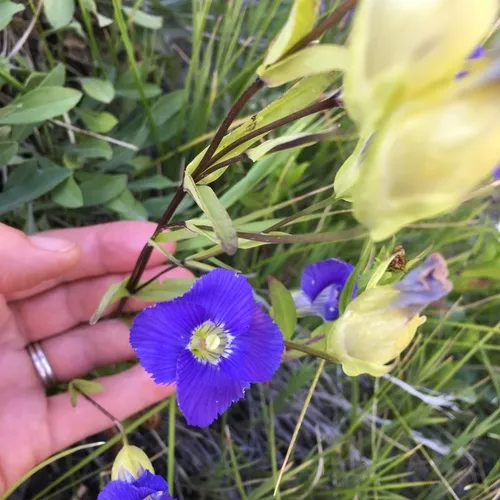 Rocky Mountain Fringed Gentian