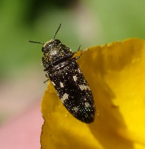 Acmaeodera tubulus
