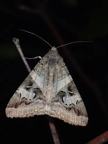 Indomitable Graphic Moth