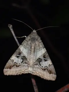 Indomitable Graphic Moth thumbnail 1