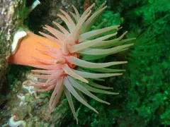 Cribrinopsis rubens thumbnail 2