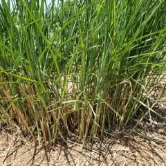 Chinese silver grass thumbnail 3