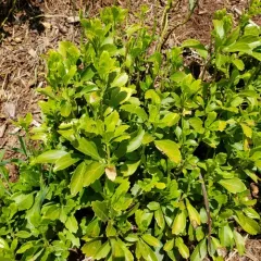 Japanese pachysandra thumbnail 4