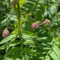 giant vetch thumbnail 4