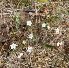 Slender Stitchwort thumbnail 2