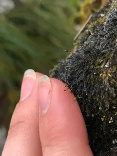 Slender Fringe-moss thumbnail 4