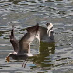 Ring-billed Gull thumbnail 4