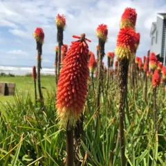 Red Hot Poker thumbnail 2