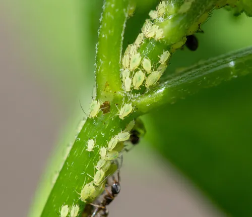 Tupelo-blackjack Aphid
