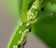 Tupelo-blackjack Aphid thumbnail 1