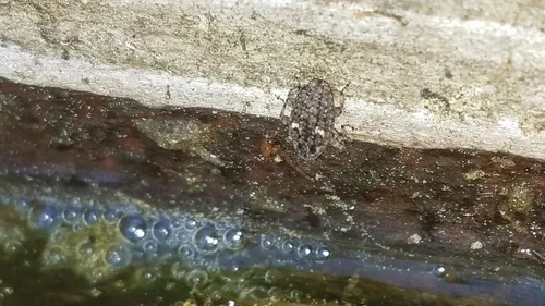 Eubulus bisignatus