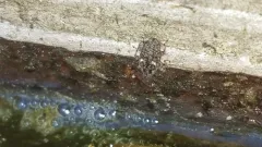 Eubulus bisignatus thumbnail 1