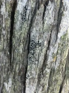 Black-eyed Rim Lichen thumbnail 4
