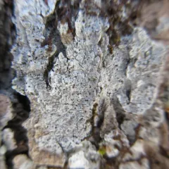 Anisomeridium polypori thumbnail 4