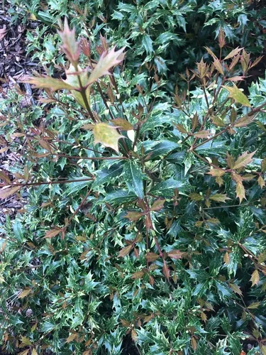 holly olive