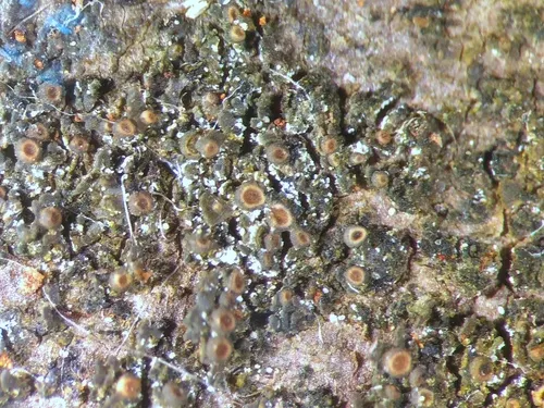 Appressed Jellyskin Lichen