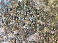 Appressed Jellyskin Lichen thumbnail 1