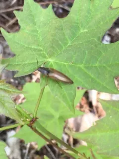 Sericus honestus thumbnail 1