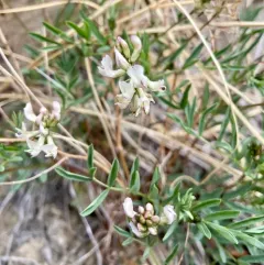 Indian Milkvetch thumbnail 4