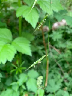 nodding semaphore grass thumbnail 3