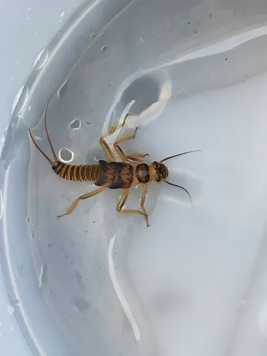 Iroquois Springfly