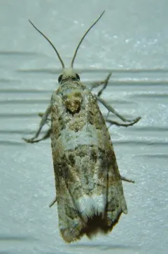 Ahmosia galbinea thumbnail 1
