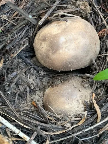 Smoky Puffball