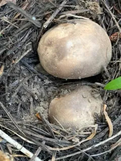 Smoky Puffball thumbnail 1