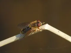Brook's Bog Fly thumbnail 2