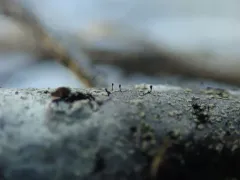 Balsam Fir Stickpin thumbnail 1