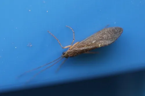 Ecclisomyia conspersa