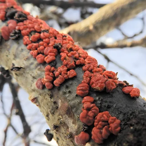 Red Tree Brain Fungus