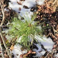 Scots pine thumbnail 3