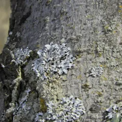 Netted shield lichen thumbnail 4