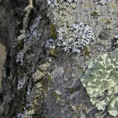 common greenshield lichen thumbnail 4