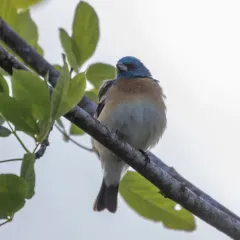 Lazuli Bunting thumbnail 2