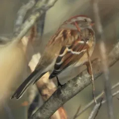 American Tree Sparrow thumbnail 1
