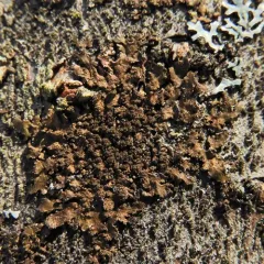 Abraded Camouflage Lichen thumbnail 2