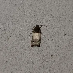 Goldenrod Gall Moth thumbnail 2