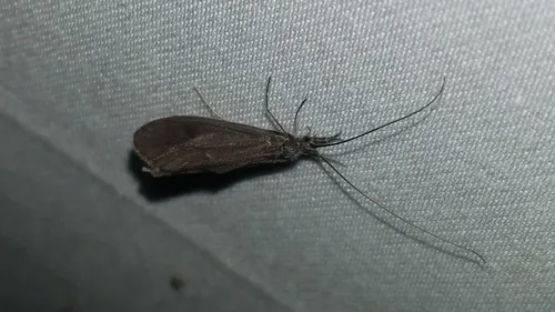 Heteroplectron americanum