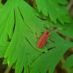 Red Net-winged Beetle thumbnail 2
