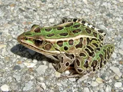 Northern Leopard Frog thumbnail 2
