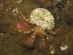 Setose Hermit Crab thumbnail 3