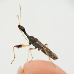 Long-necked Seed Bug thumbnail 3