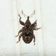Plum Curculio thumbnail 3