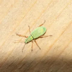 Pale Green Weevil thumbnail 2