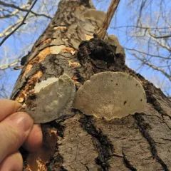 Lumpy Bracket thumbnail 2