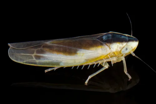 Erythridula stolata