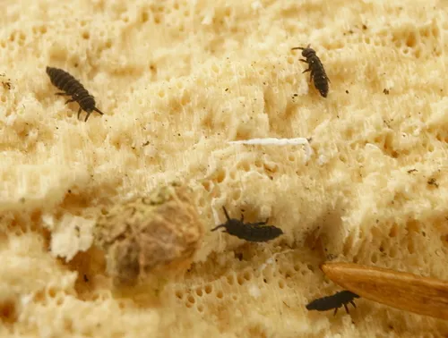 Hypogastrura harveyi